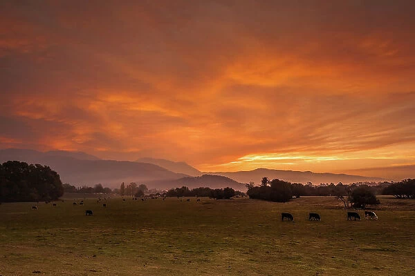 Warm glow. a beautiful sunrise with grazing cattle in the foreground