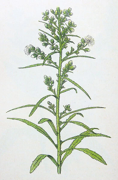 Antique botany illustration: Canadian fleabane, Erigeron canadense