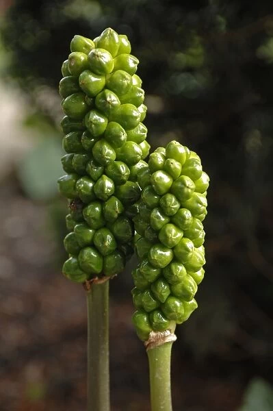 Arum (Arum), green seed heads