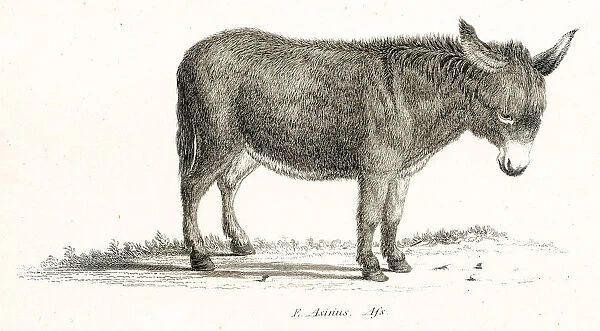 Asinus engraving 1803