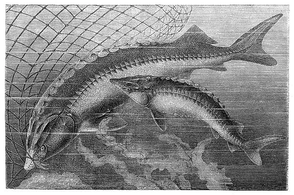 Beluga sturgeon (left) and European sturgeon