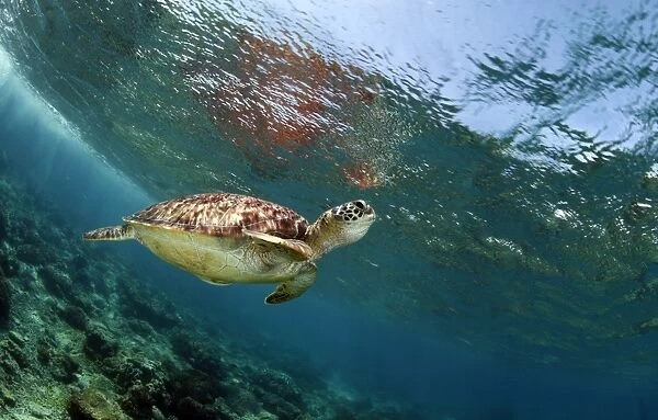 Breath. Sea turtle and its need to breathing time to time