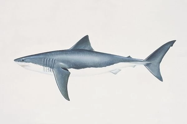Carcharodon carcharias, White Shark, side view