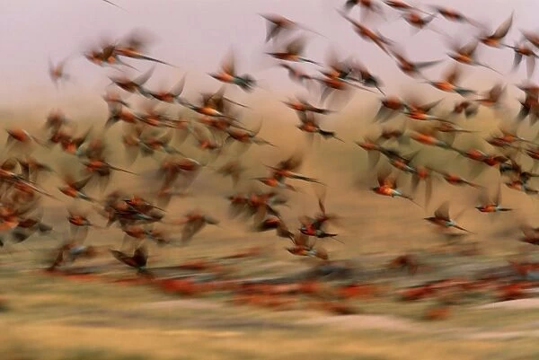 Carmine bee-eaters (Merops nubicoides) in flight (blurred motion)