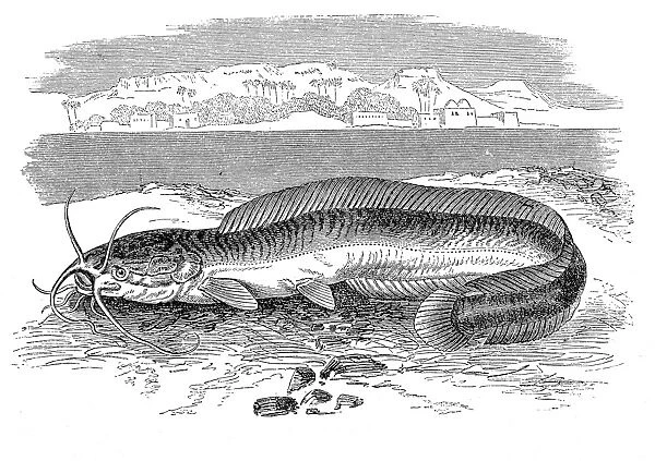 Clarias anguillaris, catfish also known as the mudfish
