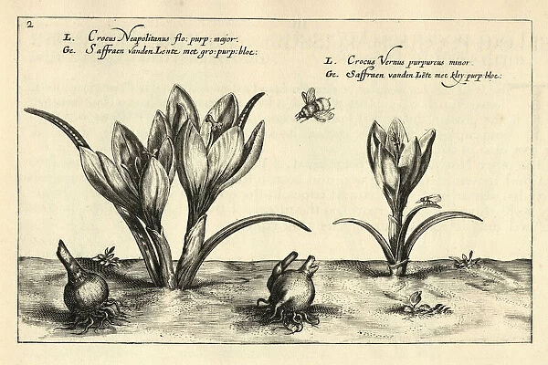 Crocus vernus, spring crocus, giant crocus, crocus neopolitanus, Botanical print