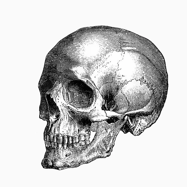 Skull. Engraving From 1898 Featuring A Human Skull