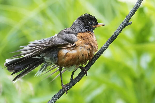 First year fledgling robin