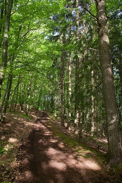 Forest in Odenwald, Hessen, Germany
