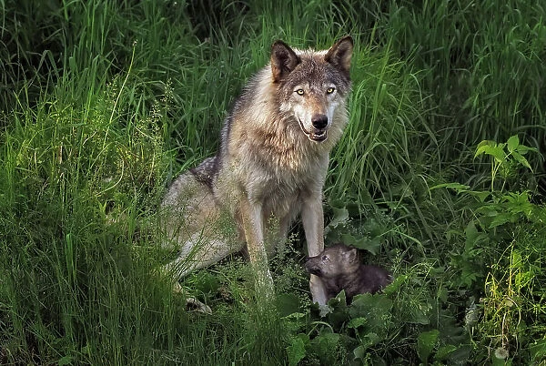 Gray Wolf mother and her newborn pup