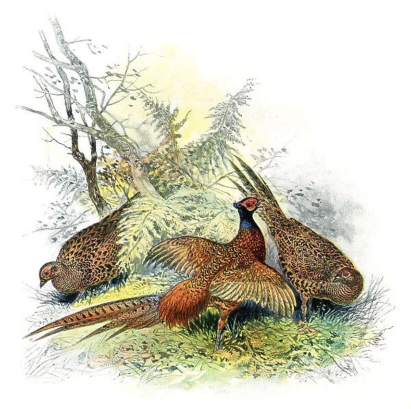 Group of common pheasant in forest drawing