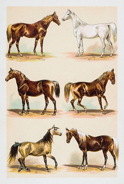 Horses illustration engraving 1882