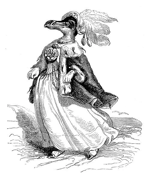 Humanized animals illustrations: Female penguin