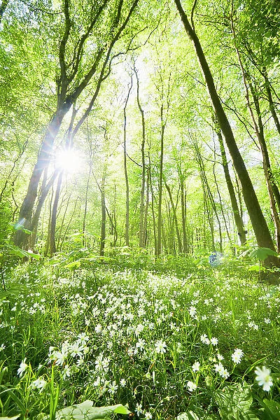 Idyllic forest and wild flower meadow in springtime against sun