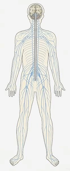 Illustration of human Central Nervous System showing brain, spinal cord, veins and arteries