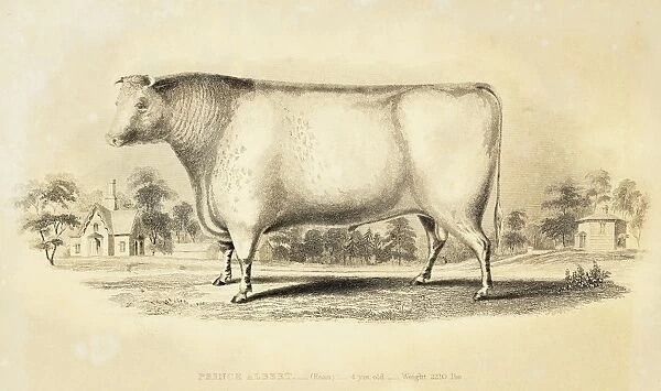 Improved Short horn bull 1841