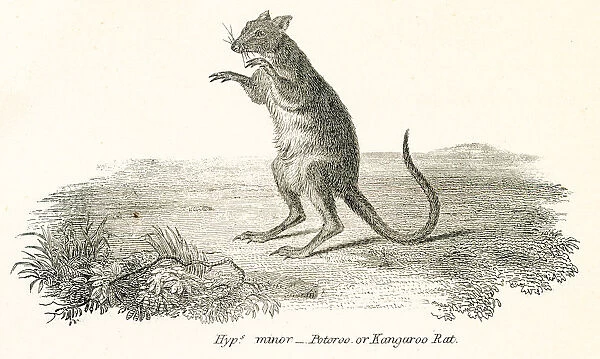 Kangaroo rat engraving 1803