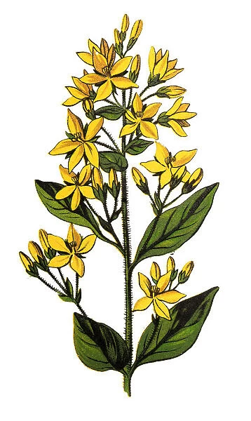 Lysimachia vulgaris, the yellow loosestrife or garden loosestrife