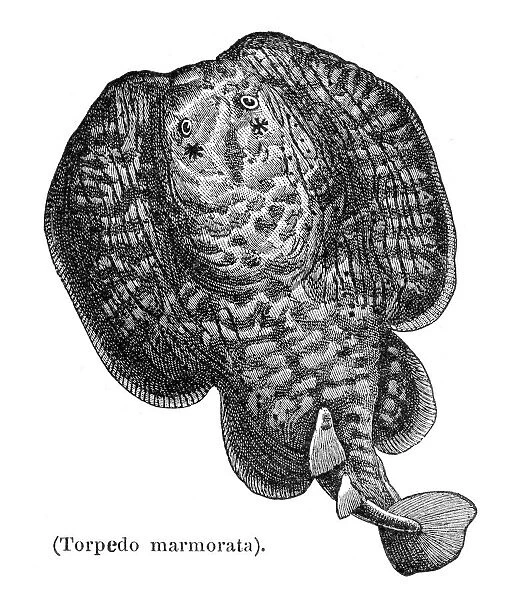 Marbled electric ray engraving 1897