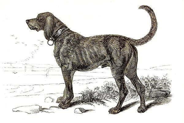 Mastiff dog engraving 1851