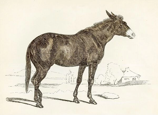 The mule engraving 1851