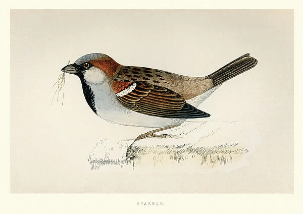Natural History - Birds - House sparrow