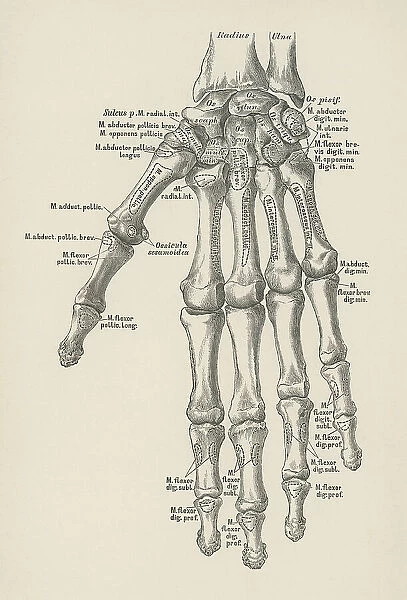 Old engraved illustration of the bones of the left hand