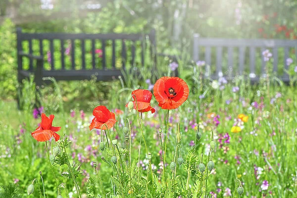 Papaver rhoeas, with common names including common poppy, corn poppy, corn rose, field poppy, Flanders poppy, and red poppy in a wildflower meadow with garden bench