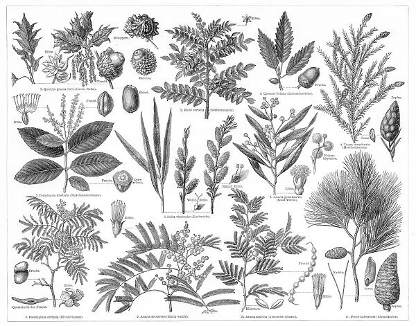 Plants for the production of tanning materials 1895