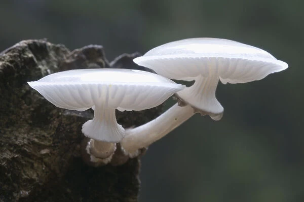 Porcelain Mushroom or Porcelain Fungus (Oudemansiella mucida)