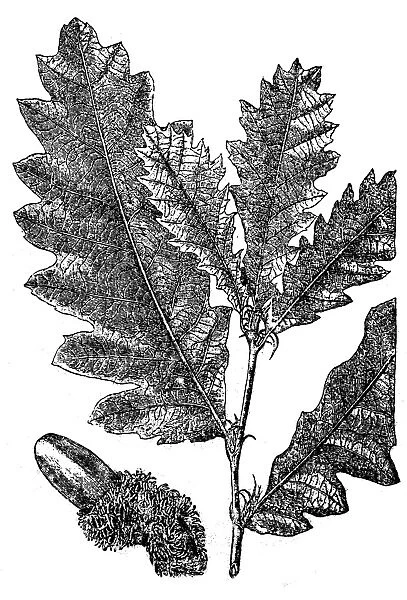 Quercus cerris, the Turkey oak or Austrian oak
