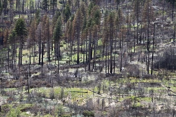Remains of the forest fire on the outskirts of Yosemite National Park, California, USA