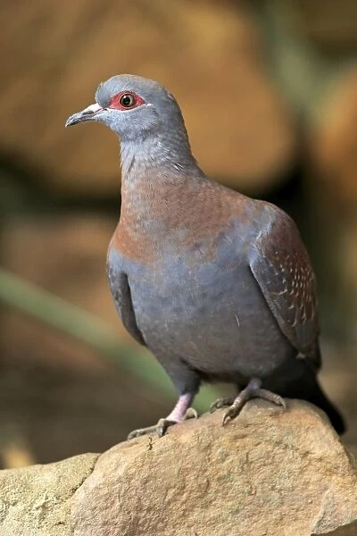 Speckled Pigeon -Columba guinea-, adult on rock, Simonstown, Western Cape, South Africa