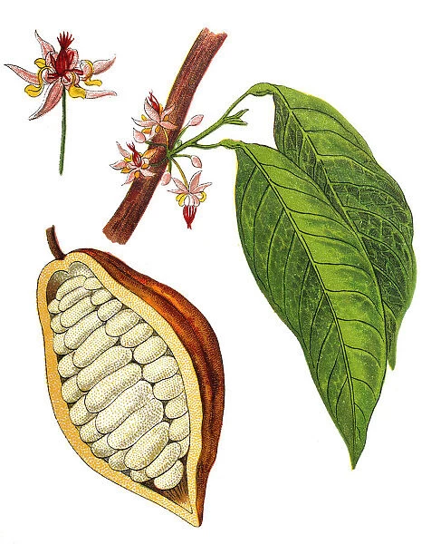 Theobroma cacao, Cocoa bean