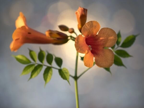 Trumpet creeper or Campsis radicans blossoms, illuminated by sunlight