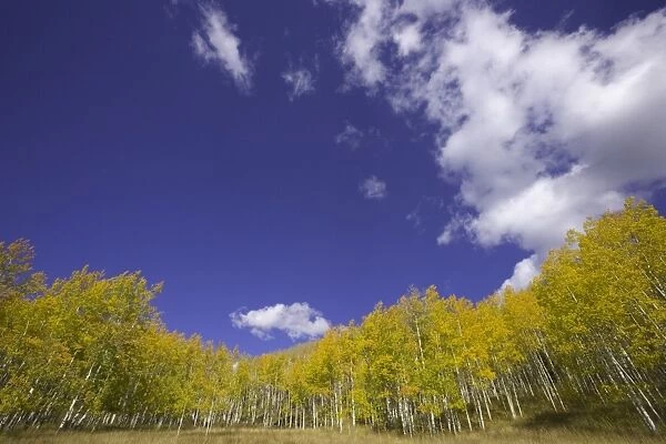 USA, Colorado, Raggeds Wilderness Area, aspen grove, autumn