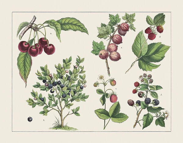 Various plants (Rosaceae, Ericaceae, Grossulariaceae):, chromolithograph, published 1891