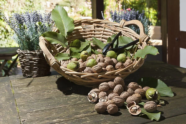 Wicker basket with walnuts -Juglans regia- on a rustic wooden table