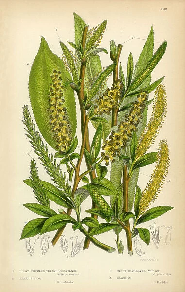 Willow, Bay-Leaved Willow, Purple Willow, Osier, Sallow, Victorian Botanical Illustration