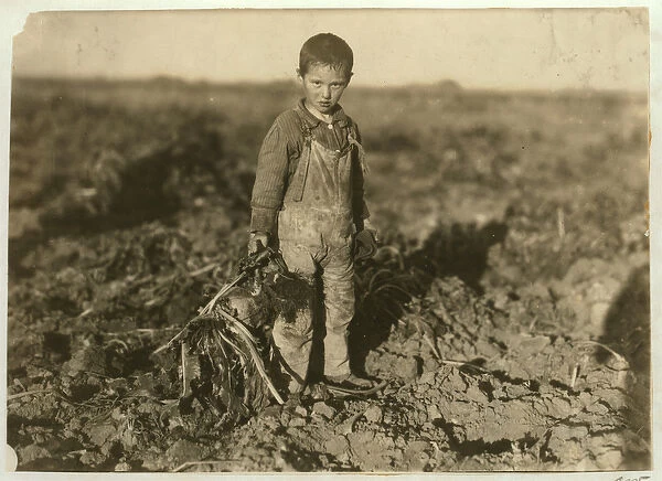 6 year old Jo pulling sugar beets on a farm near Sterling, Colorado, 1915 (b  /  w photo)