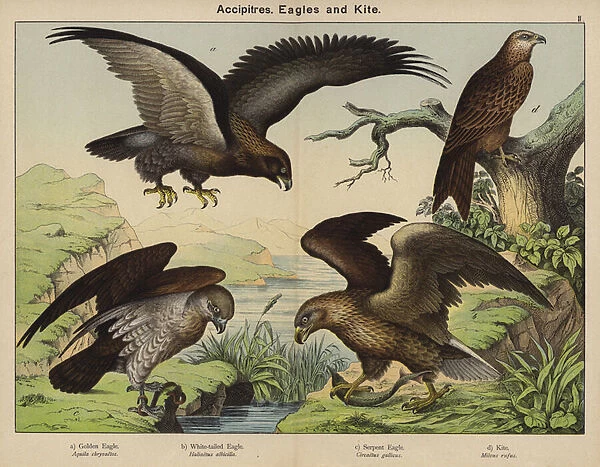 Accipitres, Eagles and Kite (colour litho)
