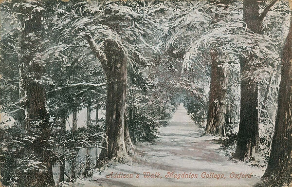 Addisons Walk, Magdalen College, Oxford. Postcard sent in 1913