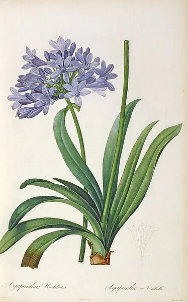 Agapanthus umbrellatus, from Les Liliacees by Pierre Redoute, 8 volumes