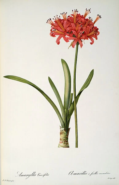 Amaryllis Curvifolia, 1809, from Les Liliacees by Pierre Redoute, 8 volumes