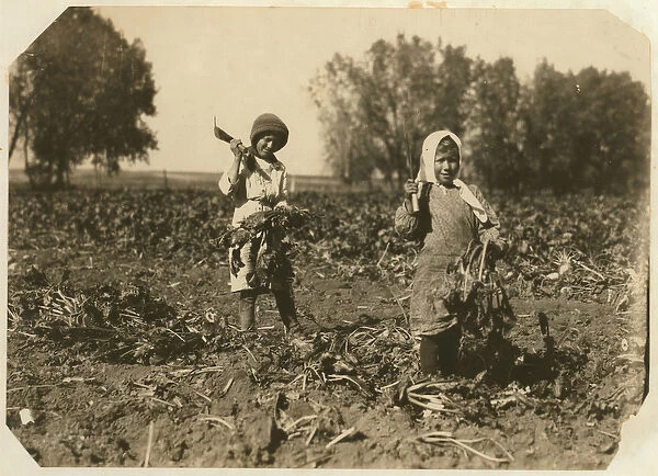 Amelia and Mary Luft, 9 and 12, cutting sugar beet on farm near Sterling, Colorado
