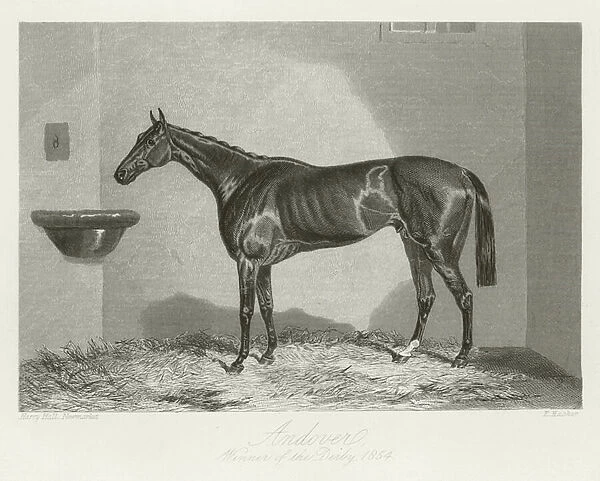 Andover, foaled 1851 (b  /  w photo)