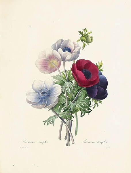 Anemone, engraved by Langlois, from Choix des Plus Belles Fleurs et des Plus Beaux