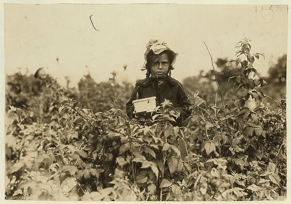 Annie Bissie picking berries in the fields near Baltimore, Maryland, 1909 (b  /  w photo)