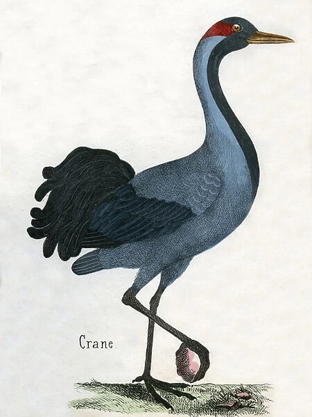 Antique Print of a Crane, 1859 (engraving)