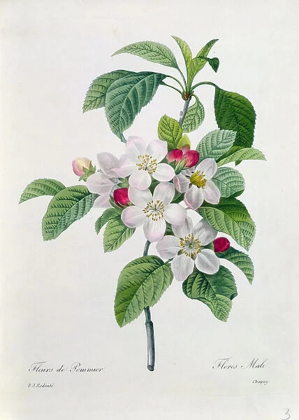 Apple Blossom, from Les Choix des Plus Belles Fleurs, engraved by Chapuy